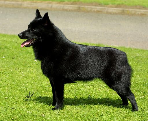 Schipperke 9W021D-022.JPG